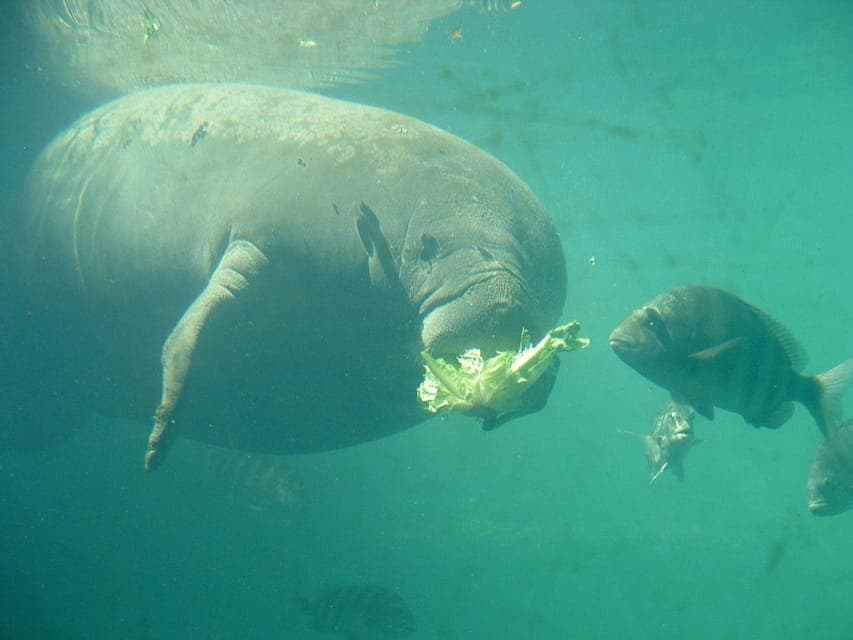 Swim with Manatees and Homosassa State Park Visit Gallery Image 4