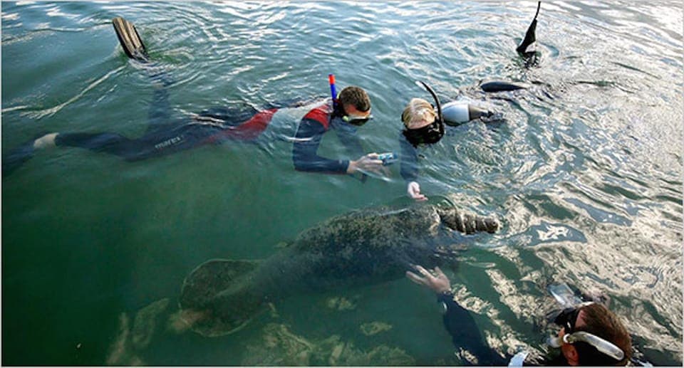 Swim with Manatees and Homosassa State Park Visit Gallery Image 2