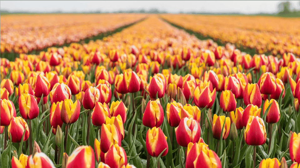 Bus Transfer to Keukenhof & Tulip Fields Gallery Image 4