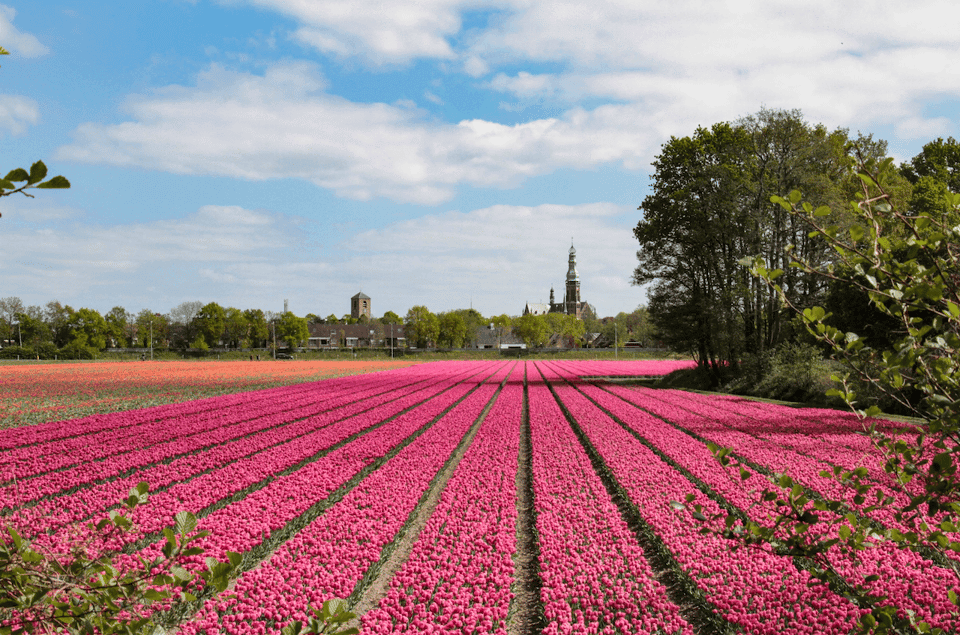 44. Bus Transfer to Keukenhof & Tulip Fields - Image 44
