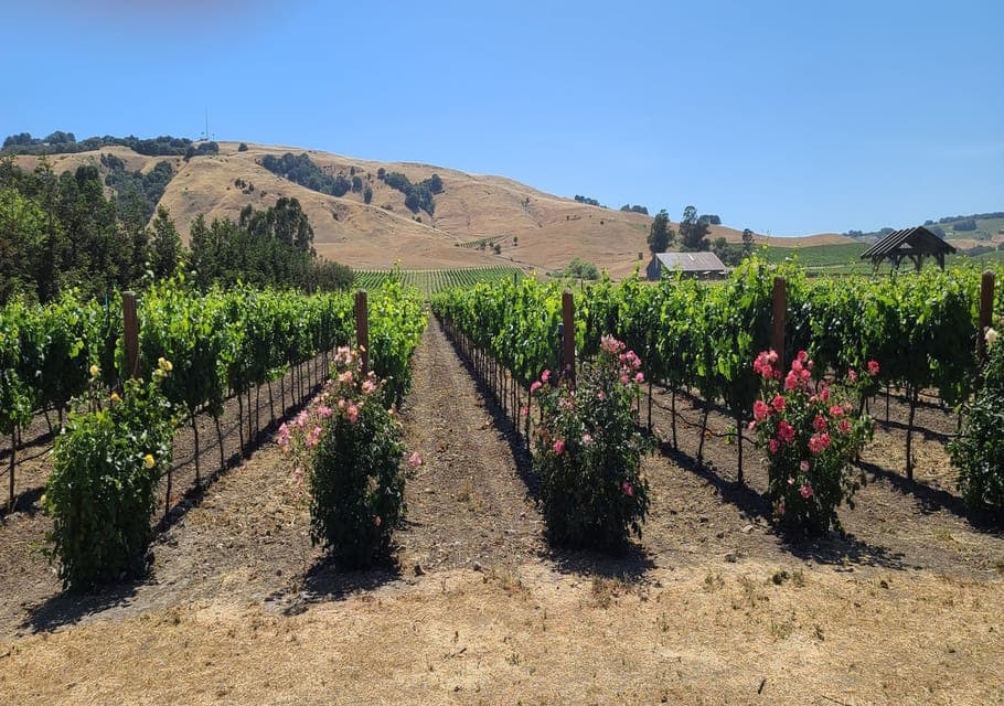 Napa and Sonoma Private Wine Tour Gallery Image 4