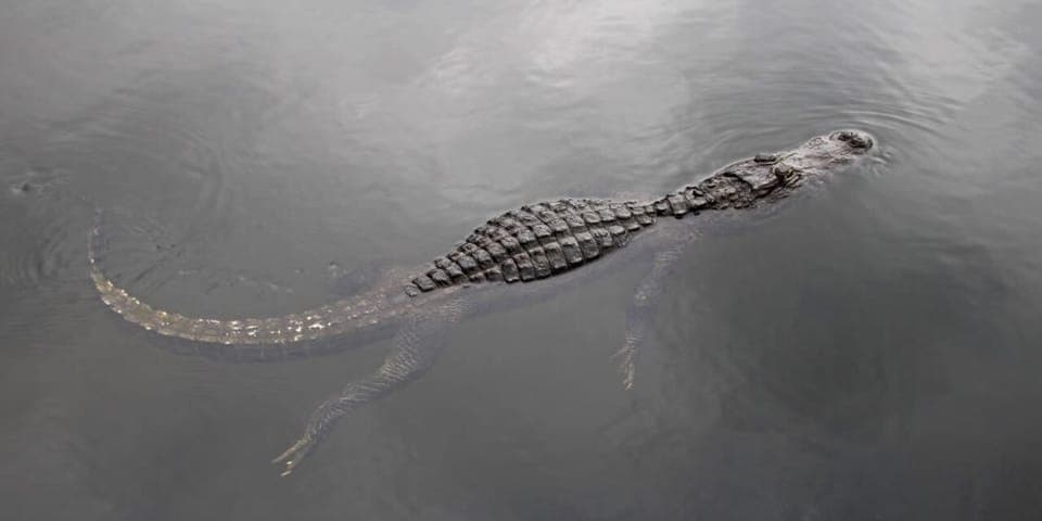 Everglades Express Tour with Airboat Ride Gallery Image 2