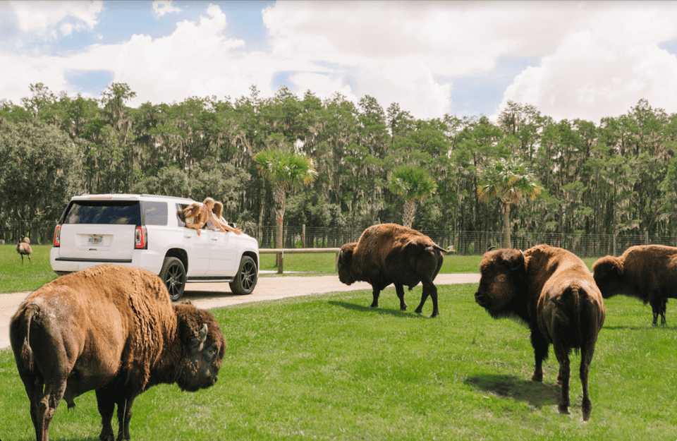 Drive-Thru Safari Park at Wild Florida Gallery Image 2