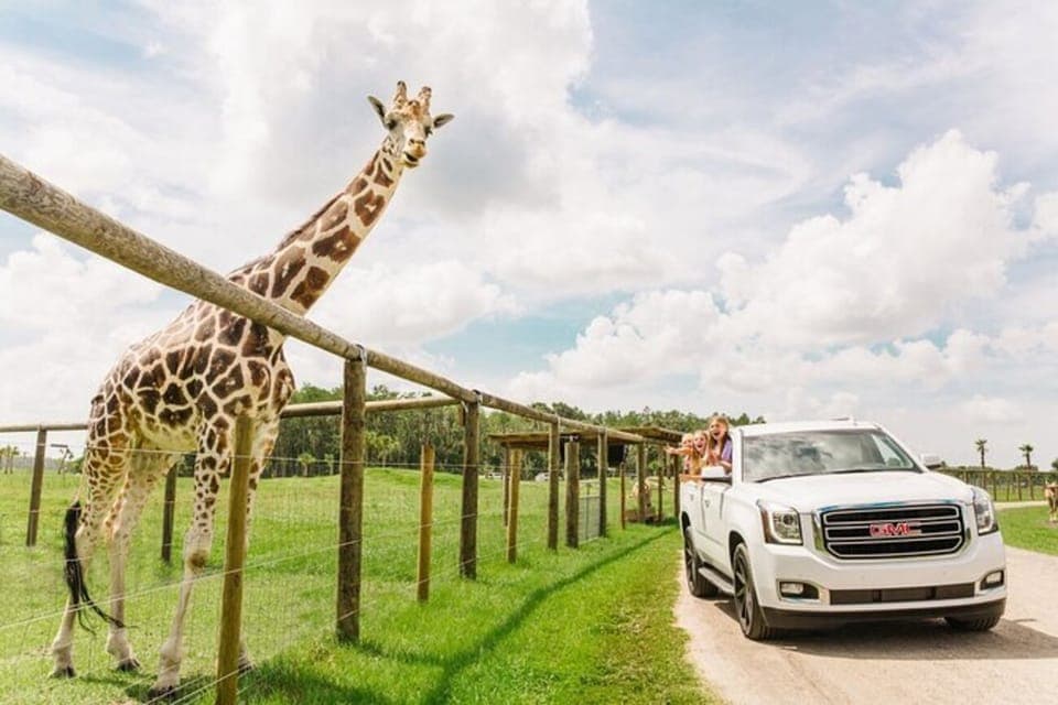 Drive-Thru Safari Park at Wild Florida - Image 4
