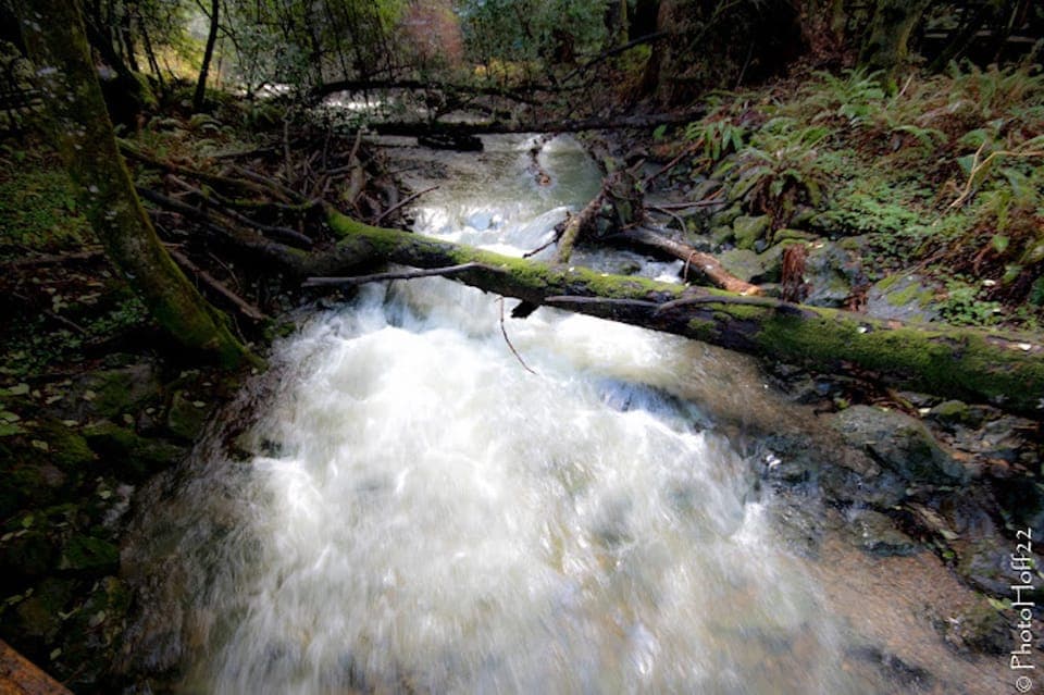 Private Muir Woods and Napa Wine Tour Gallery Image 2