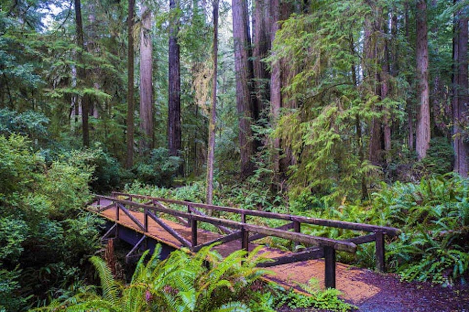 Private Muir Woods and Napa Wine Tour Gallery Image 4