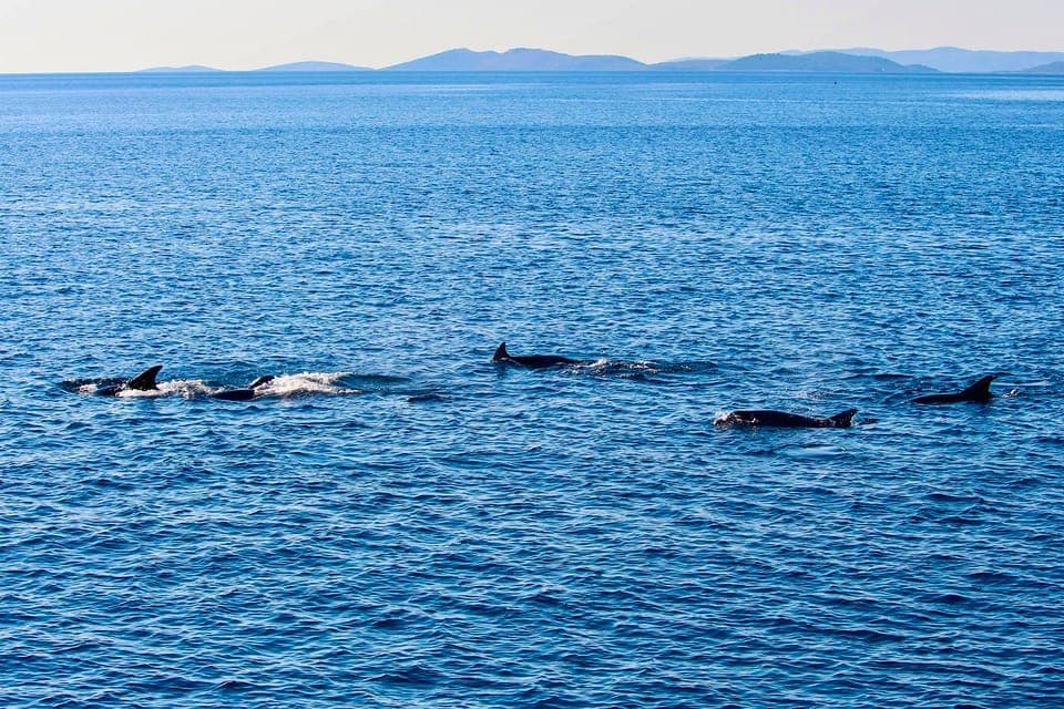 Dolphin Clear Kayak or Paddle Board Adventure Gallery Image 3