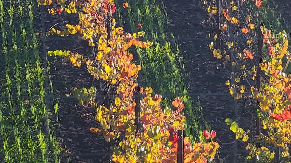 Napa and Sonoma Private Wine Tour Gallery Image 2