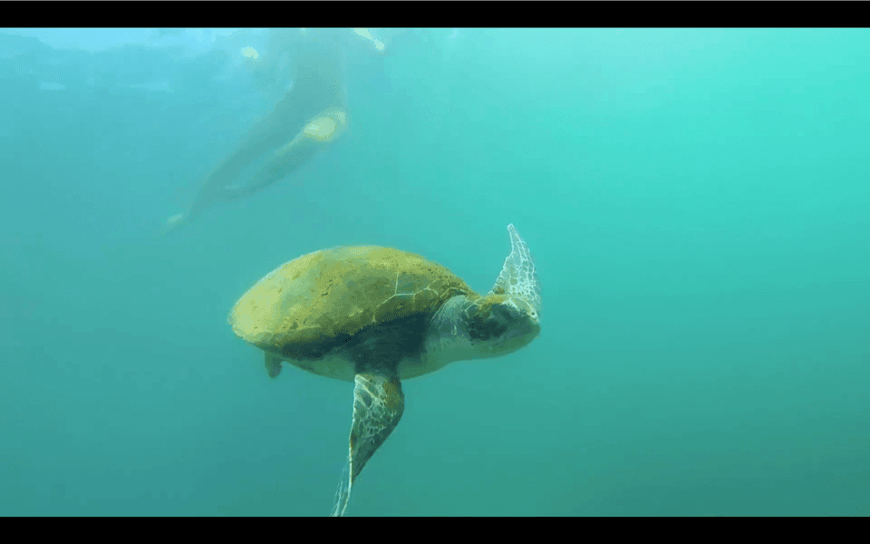 La Jolla: 2.5-Hour Kayak and Snorkel Tour Gallery Image 3