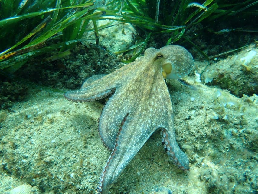 Costa Brava Kayak, Snorkel & Cliff Jump & Lunch Gallery Image 2