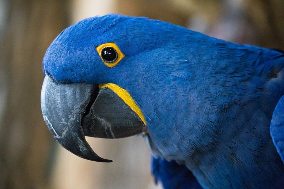 Niagara Falls, Canada: Bird Kingdom Entry Ticket Gallery Image 2