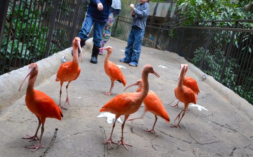 Niagara Falls, Canada: Bird Kingdom Entry Ticket Gallery Image 4