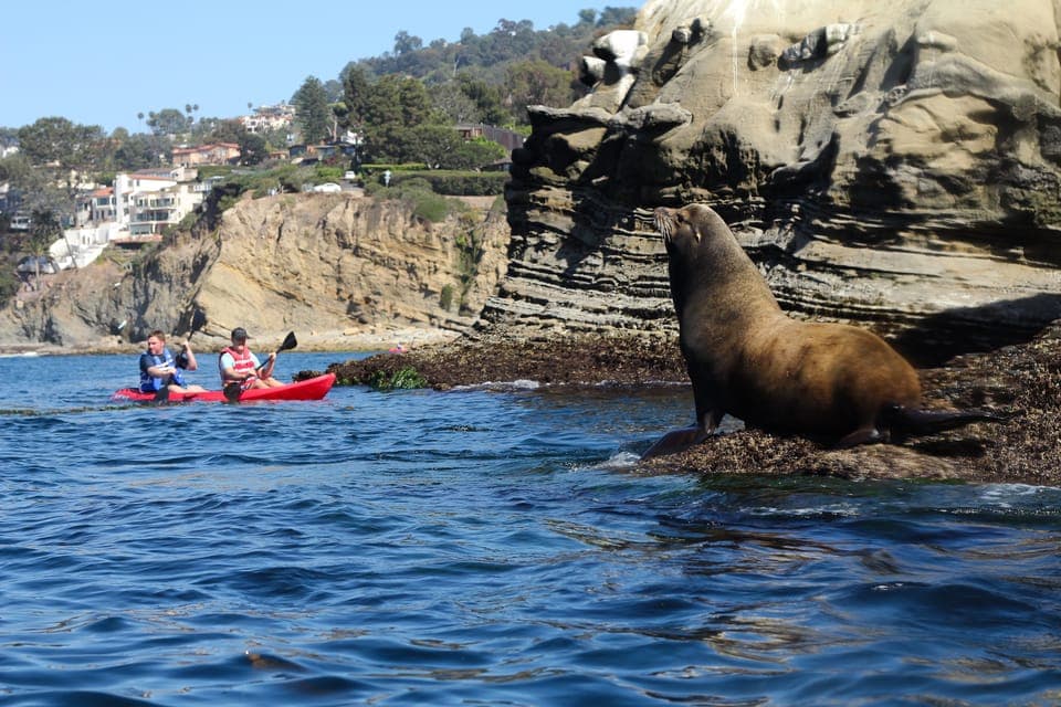 La Jolla: 2-Hour Kayak Tour of the 7 Caves Gallery Image 3