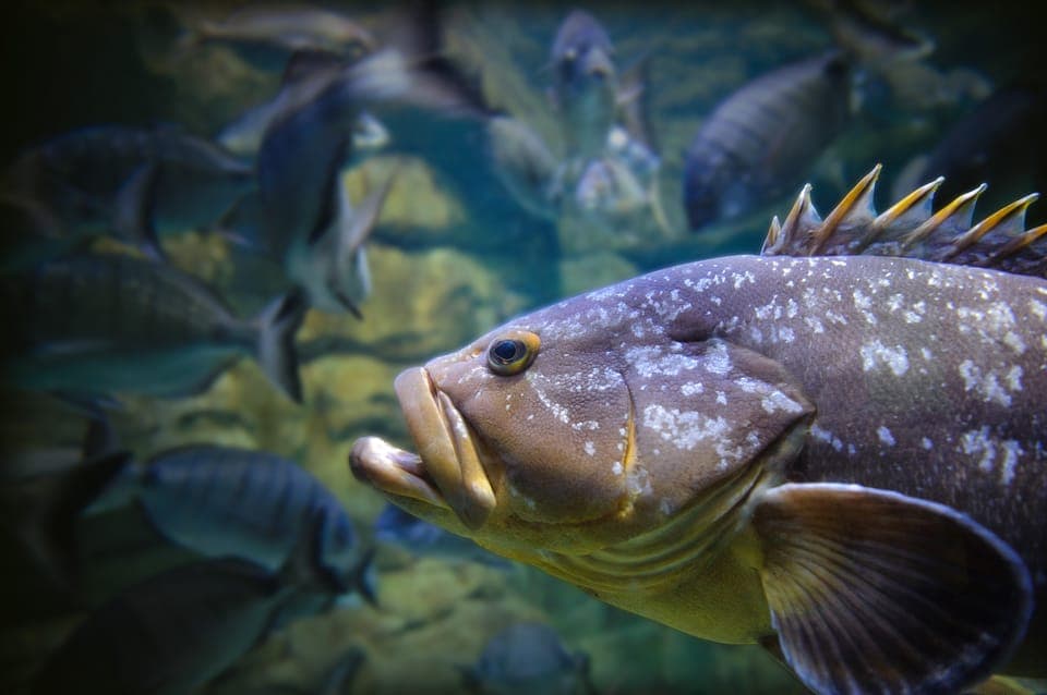 Aquarium de Paris Entrance Ticket Gallery Image 3