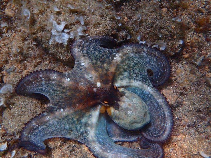 Costa Brava Kayak & Snorkeling Small Group Tour Gallery Image 4