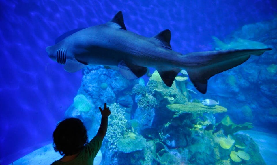 Downtown Aquarium All-Day Pass Gallery Image 3