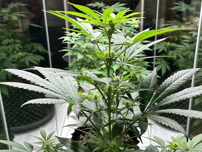 Cannabis Museum Entry Ticket Gallery Image 4