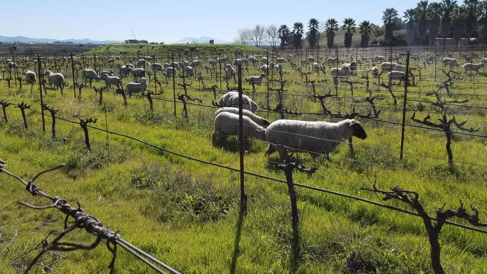 Full-Day Wine Tour to Napa & Sonoma 3 Tastings Included Gallery Image 2