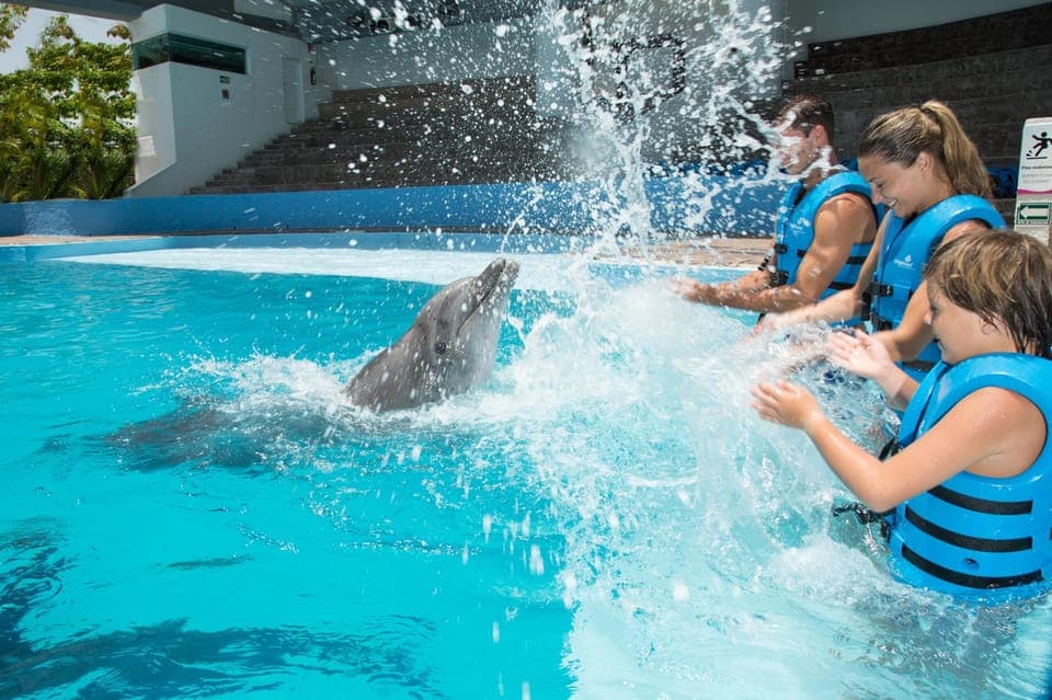 Cancun: Interactive Aquarium - Swim with Dolphins Splash Gallery Image 3