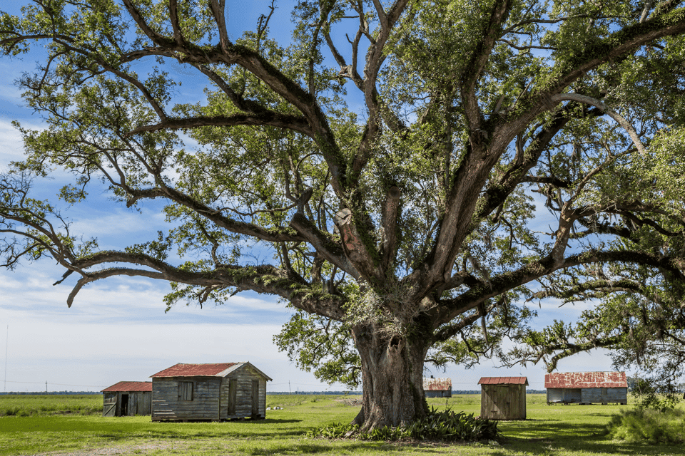 Felicity Plantation Guided Tour Gallery Image 2
