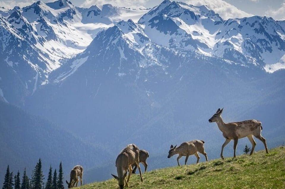 Olympic National Park Full Day Tour Gallery Image 4