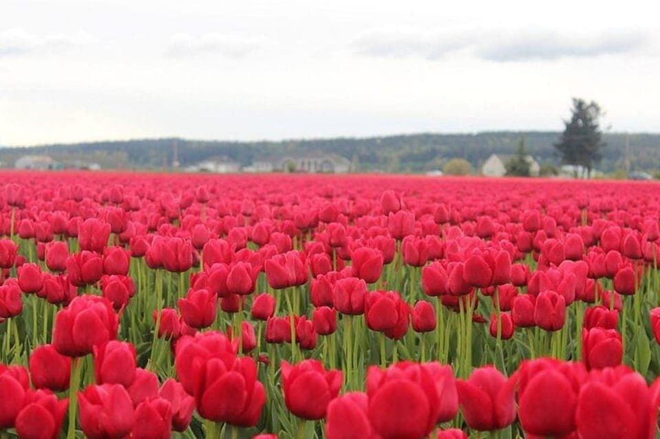 Tulip Festival at Skagit Valley and La Conner - Image 4
