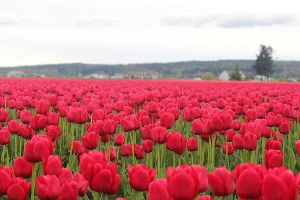Tulip Festival at Skagit Valley and La Conner - Image 4