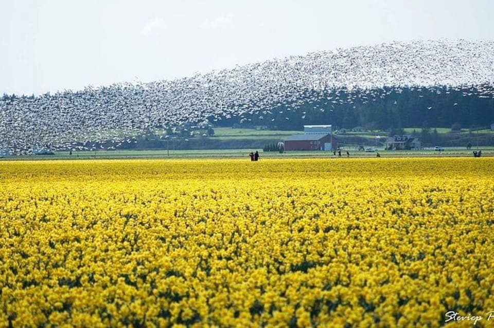 Tulip Festival at Skagit Valley and La Conner Gallery Image 3
