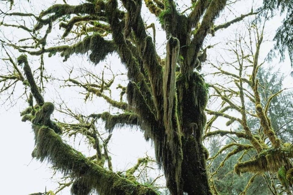 Twilight Forks Washington Tour - Image 5