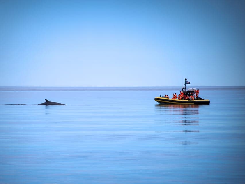 Tadoussac/Charlevoix: Whale Watching Zodiac Tour Gallery Image 3