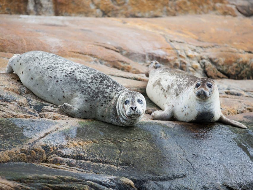 Tadoussac/Charlevoix: Whale Watching Zodiac Tour Gallery Image 1