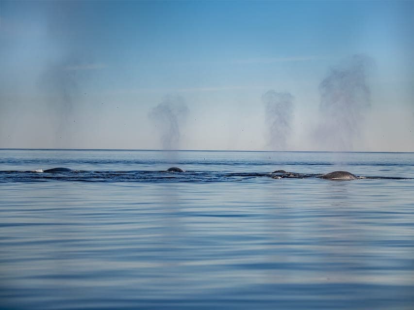 Tadoussac/Charlevoix: 3-Hour Whale Watching Boat Tour Gallery Image 3