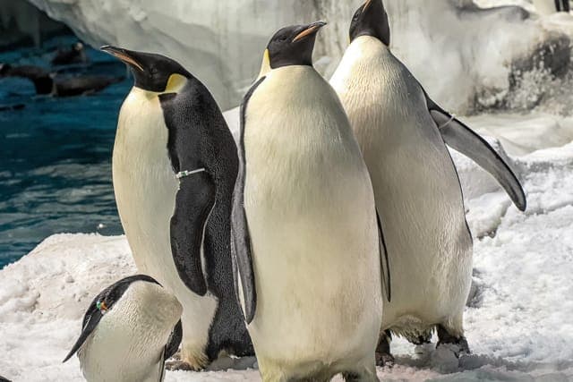 SeaWorld Skip-the-Line Park Admission Ticket Gallery Image 3