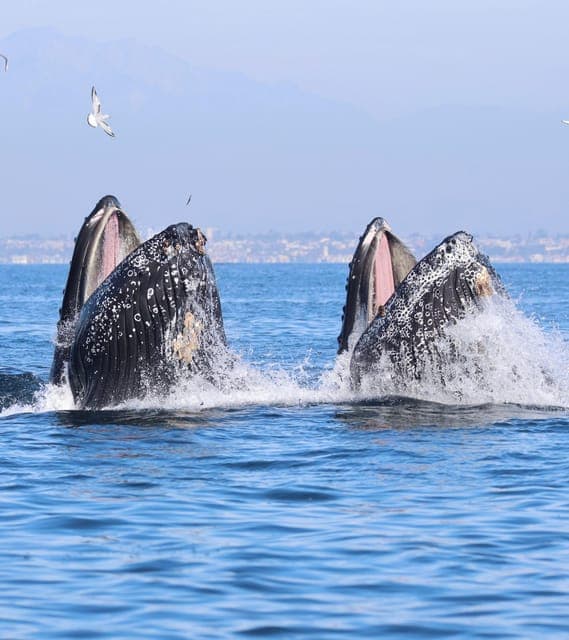 Newport Beach: 2-Hour Whale Watching Tour Gallery Image 2