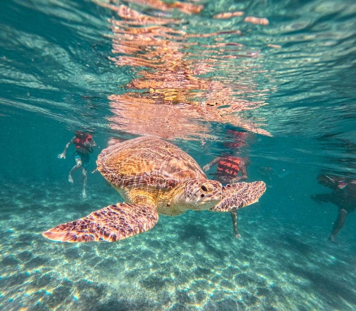 Akumal: Tsuuk Park Entry with Turtles Snorkeling Tour Gallery Image 4