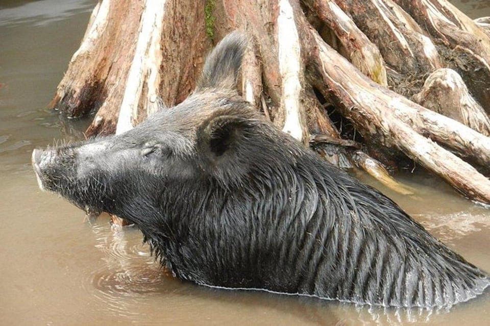 Honey Island Swamp and Bayou Boat Tour Gallery Image 3