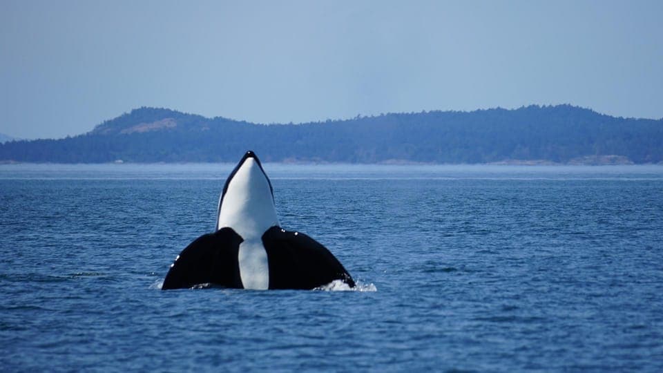 11. Anacortes: Orca Whales Guaranteed Boat Tour near Seattle - Image 11