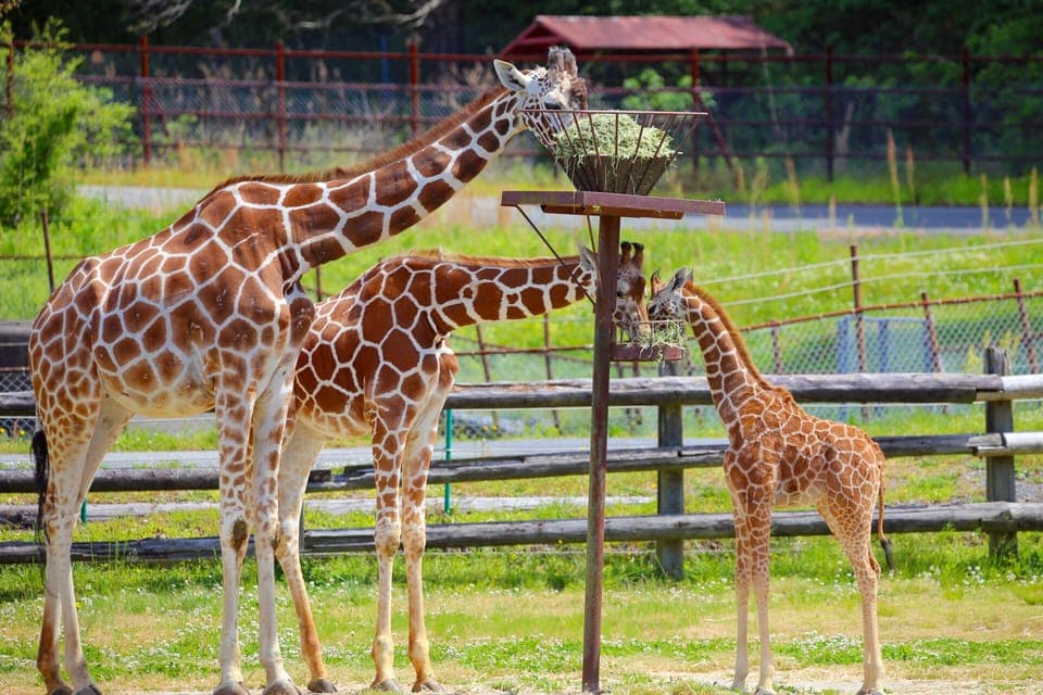 Six Flags Great Adventure Private Hotel Transfer Gallery Image 4