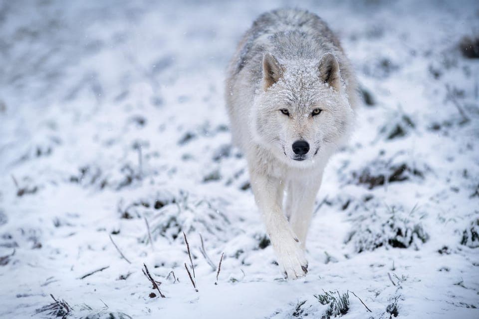 Ecomuseum Zoo Entry Ticket Gallery Image 2