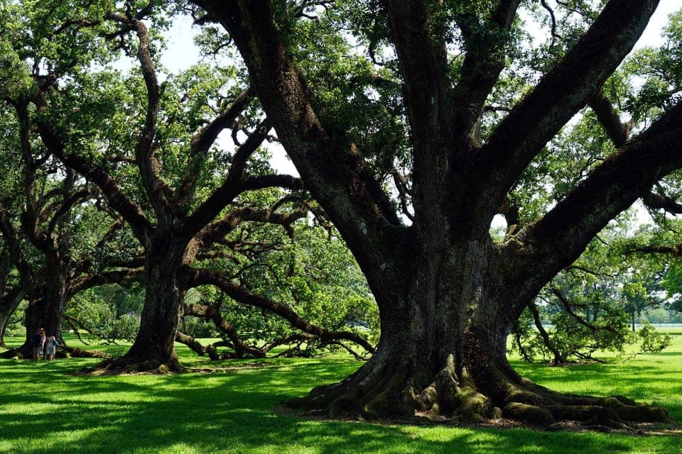 Majestic Oak Alley Plantation Tour Gallery Image 4