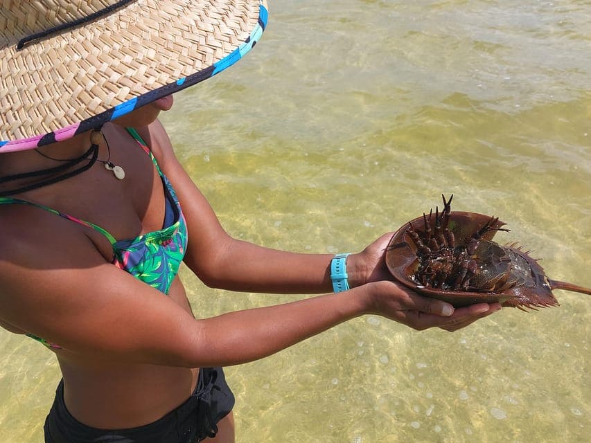 Dolphin Clear Kayak or Paddle Board Adventure Gallery Image 4