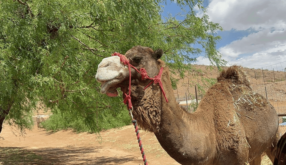 Desert Camel Ride Gallery Image 2