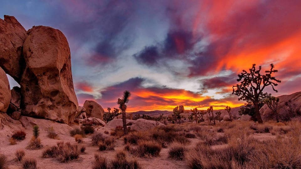 19. Joshua Tree National Park Day Tour from Los Angeles - Image 19