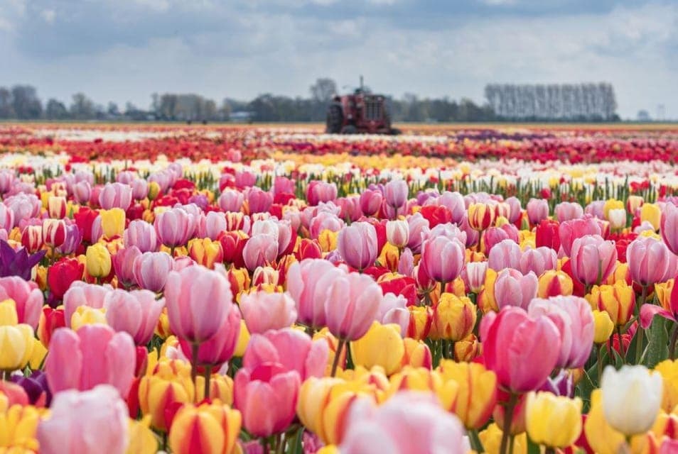 7. Rotterdam: Private Sightseeing Tour Keukenhof & Tulip fields - Image 7