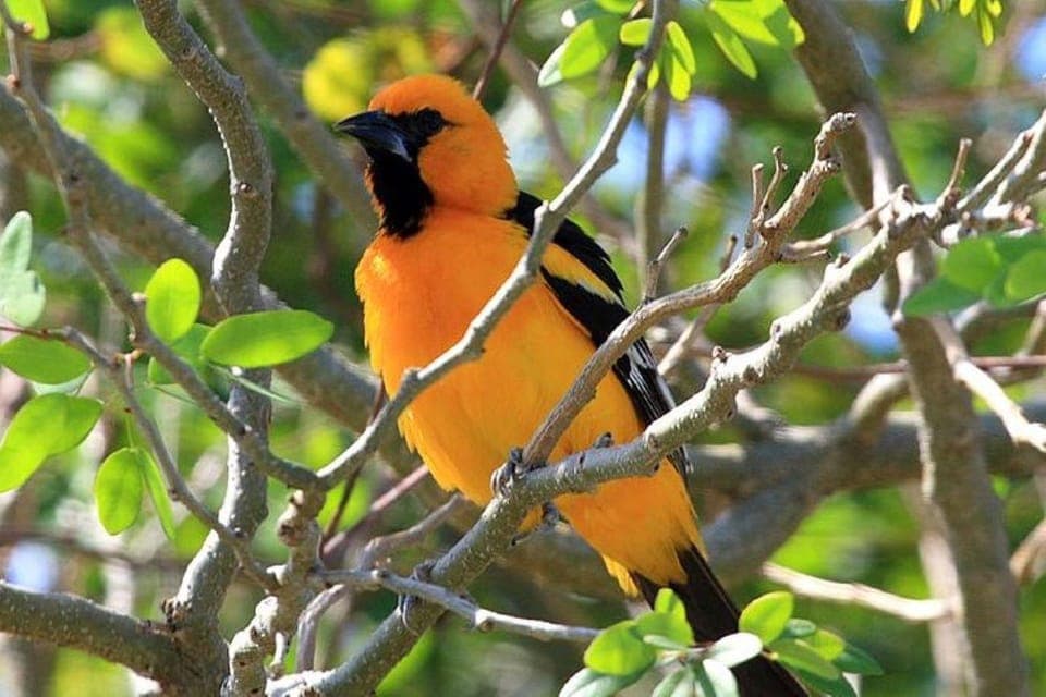 From Cancun: Bird Watching Day Tour Gallery Image 3