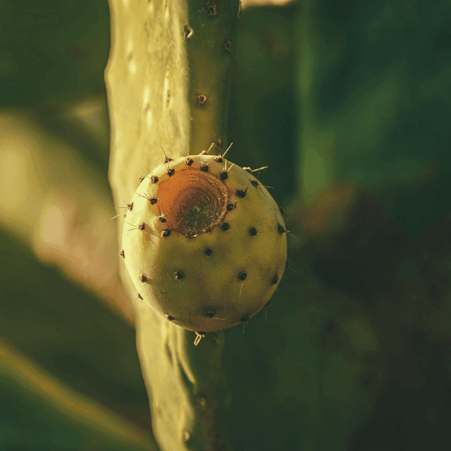 Teotihuacan: History, Culture and Pulque Tasting Bike Tour Gallery Image 3