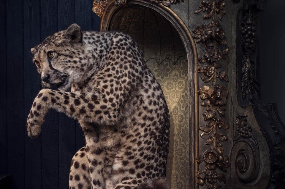 Art Zoo Museum: Art meets nature in a 17th-Century House Gallery Image 4