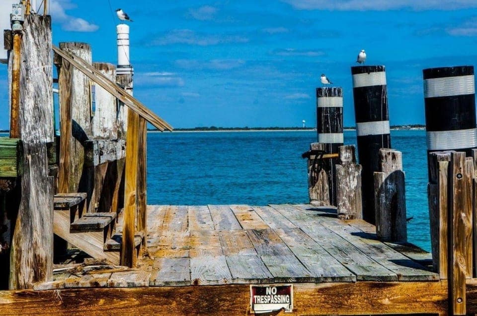 Madeira Beach: Egmont Key Snorkeling and Dolphin Cruise Gallery Image 4