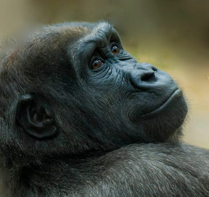 Franklin Park Zoo Entry Ticket Gallery Image 3