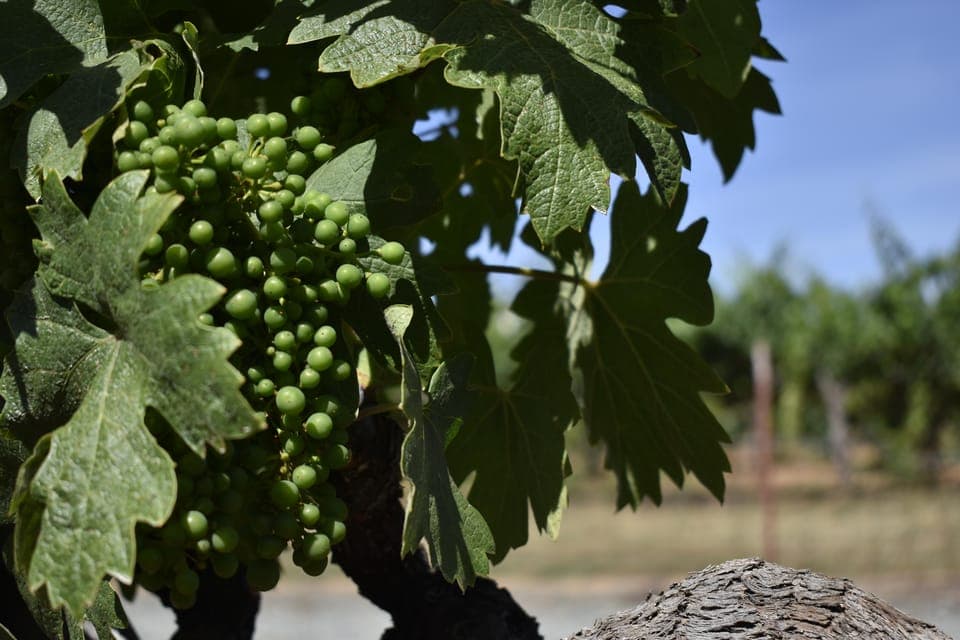 Lodi: Wine Tasting Tour Private Customized 1 -14 Group Gallery Image 2